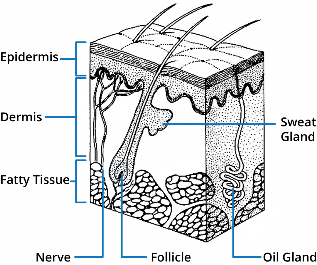 the-difference-between-topical-and-transdermal-medications-gensco-pharma